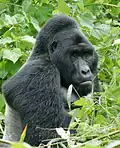 Berggorilla