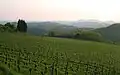 Wijnbouw in de Sloveense heuvels nabij Goriška Brda
