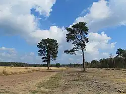 Gespaarde naaldbomen