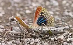 Europese bidsprinkhaan