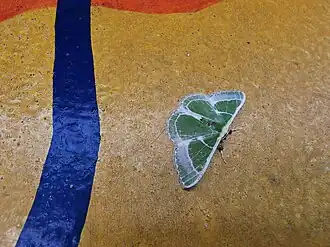 Comibaena leucochloraria