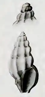 Graciliclava costata