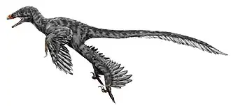 Graciliraptor
