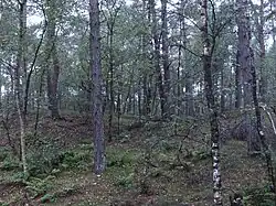 Terrein met 2 grafheuvels