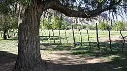 De boom met schommel