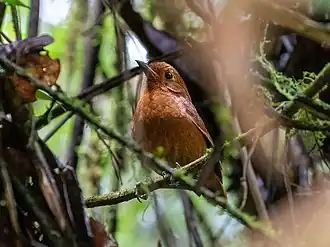 Oxapampamierpitta