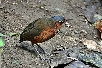 Reuzenmierpitta