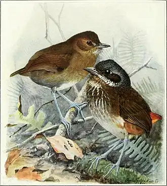 Caldasmierpitta