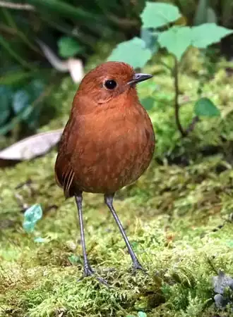 Evenaarmierpitta