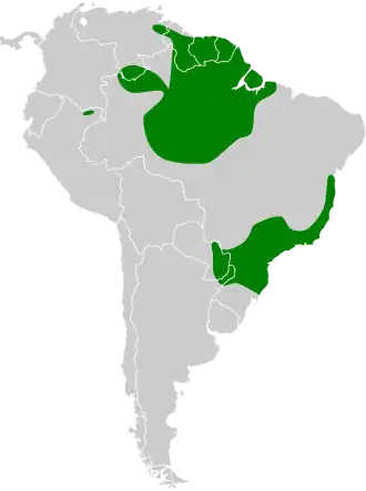 Bonte koningsmierpitta