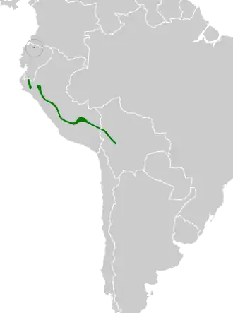 Zuidelijke roestborstdwergmierpitta