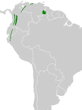 Grijskapdwergmierpitta