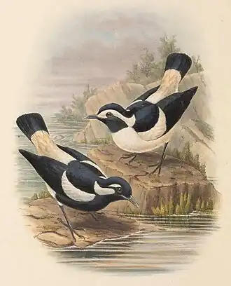 Nieuw-Guinese slijkekster