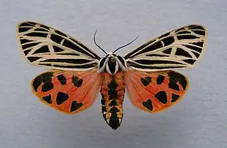 Grammia virgo