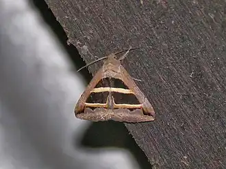 Grammodes bifasciata