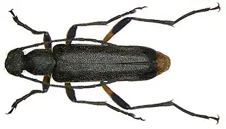 Grijze bloesemboktor