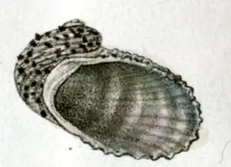 Granata cumingii