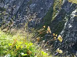 Alpenflora in een ruig landschap onder de col aan de Italiaanse zijde.