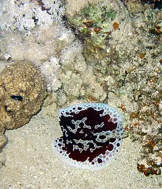 Pleurobranchus grandis