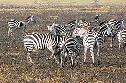 Vechtende zebra's, Serengeti, Tanzania