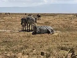 Grantzebra in de Ngorongoro-krater in het droge seizoen.