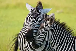 Moeder en veulen in Lakeland, Florida