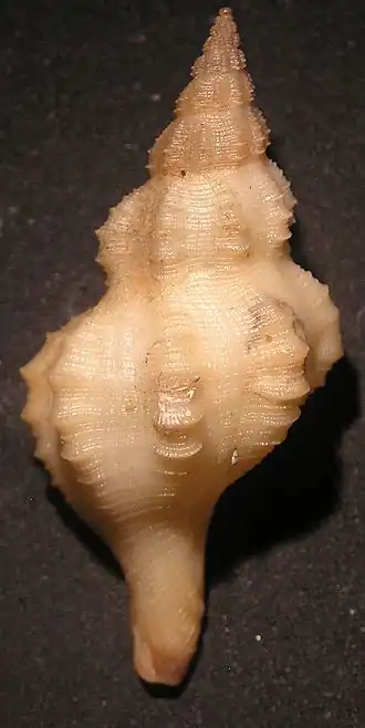 Granulifusus vermeiji