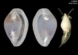 Granulina colonensis