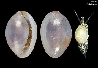 Granulina gayracaensis