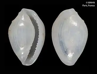 Granulina granatensis