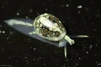 Granulina margaritula