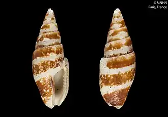 Graphicomassa ligula