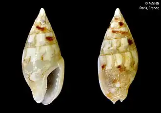 Graphicomassa margarita