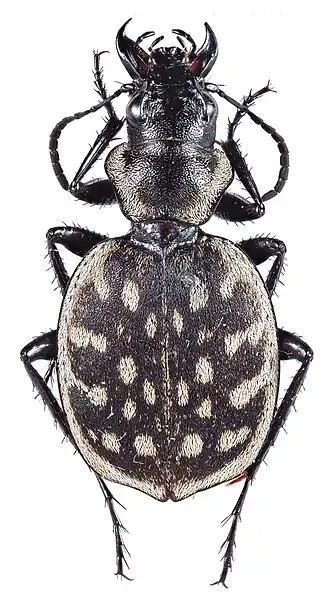 Graphipterus barthelemyi