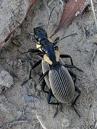 Graphipterus lineolatus