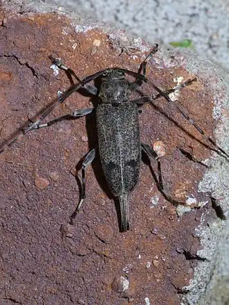 Graphisurus despectus