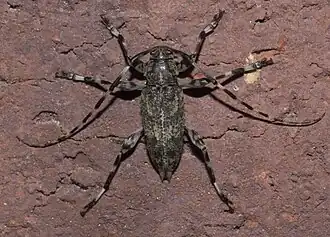 Graphisurus fasciatus