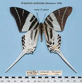 Graphium androcles