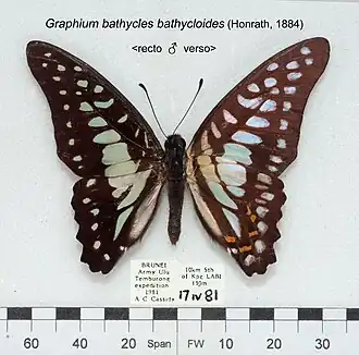 Graphium bathycles