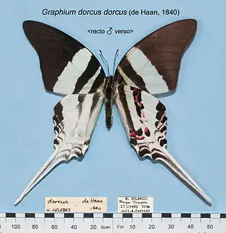 Graphium dorcus