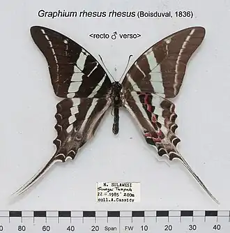 Graphium rhesus