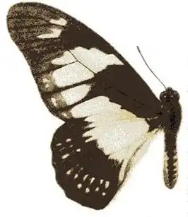 Graphium adamastor