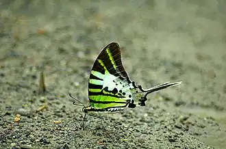 Graphium antiphates