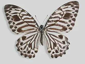Graphium delesserti