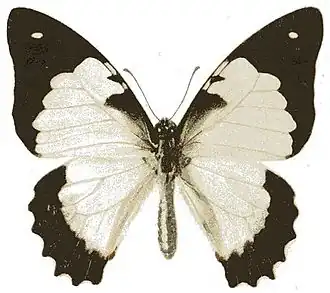 Graphium endochus