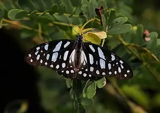 Graphium leonidas