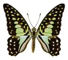 Graphium macfarlanei