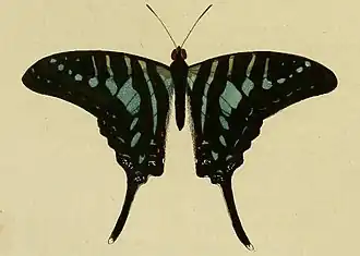 Graphium policenes