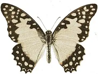 Graphium angolanus