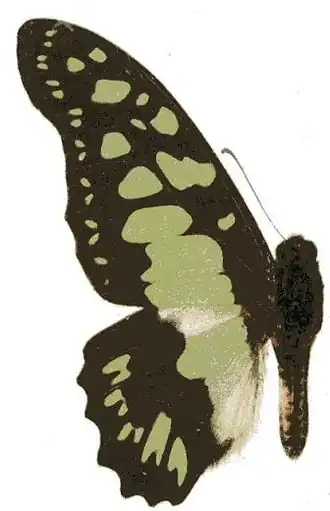 Graphium tynderaeus